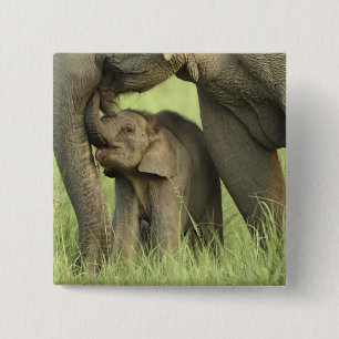 Indian / Asian Elephant and young one,Corbett 2 15 Cm Square Badge