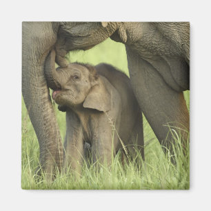 Indian / Asian Elephant and young one,Corbett 2 Magnet