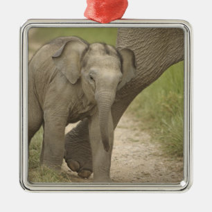 Indian / Asian Elephant and young one,Corbett 2 Metal Tree Decoration