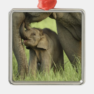 Indian / Asian Elephant and young one,Corbett 2 Metal Tree Decoration