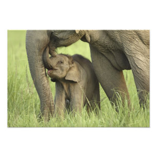 Indian / Asian Elephant and young one,Corbett 2 Photo Print