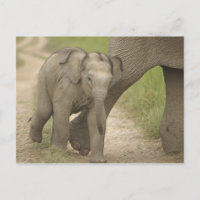 Indian / Asian Elephant and young one,Corbett 2