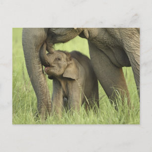 Indian / Asian Elephant and young one,Corbett 2 Postcard