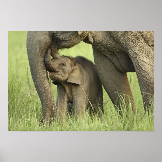 Indian / Asian Elephant and young one,Corbett 2 Poster (Front)