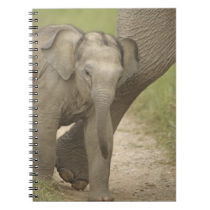 Indian / Asian Elephant and young one,Corbett 2 Spiral Notebook