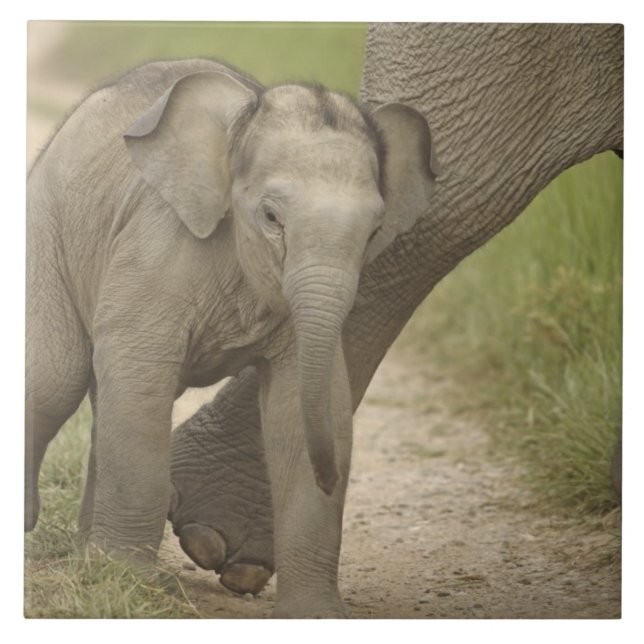 Indian / Asian Elephant and young one,Corbett 2 Tile (Front)