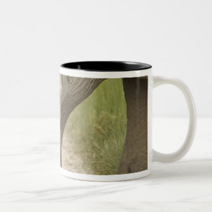 Indian / Asian Elephant and young one,Corbett 2 Two-Tone Coffee Mug