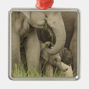 Indian / Asian Elephant and young one,Corbett 3 Metal Tree Decoration