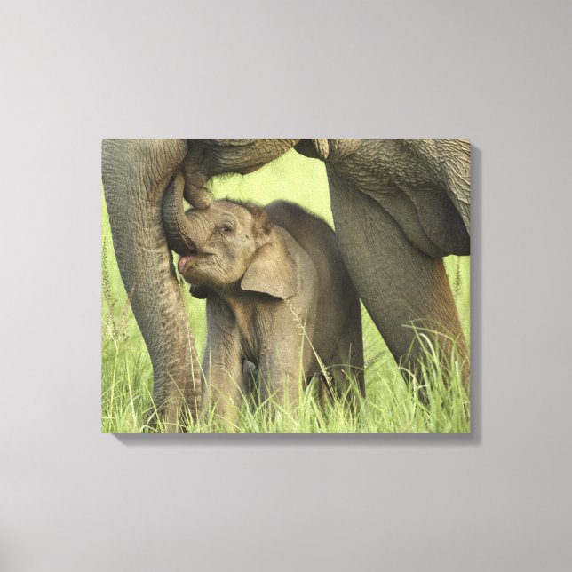 Indian / Asian Elephant and young one,Corbett Canvas Print (Front)