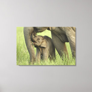 Indian / Asian Elephant and young one,Corbett Canvas Print