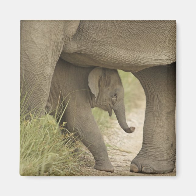 Indian / Asian Elephant and young one,Corbett Magnet (Front)
