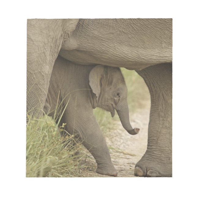 Indian / Asian Elephant and young one,Corbett Notepad (Front)
