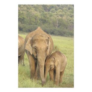 Indian / Asian Elephant and young one,Corbett Photo Print