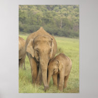 Indian / Asian Elephant and young one,Corbett