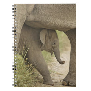 Indian / Asian Elephant and young one,Corbett Spiral Notebook