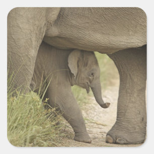 Indian / Asian Elephant and young one,Corbett Square Sticker