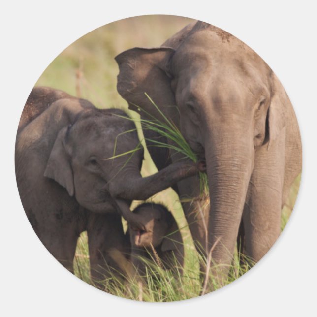 Indian Asian Elephant Family in the Savannah Sticker (Front)