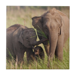 Indian Asian Elephant Family in the Savannah Tile