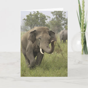 Indian / Asian Elephant greeting,Corbett Card