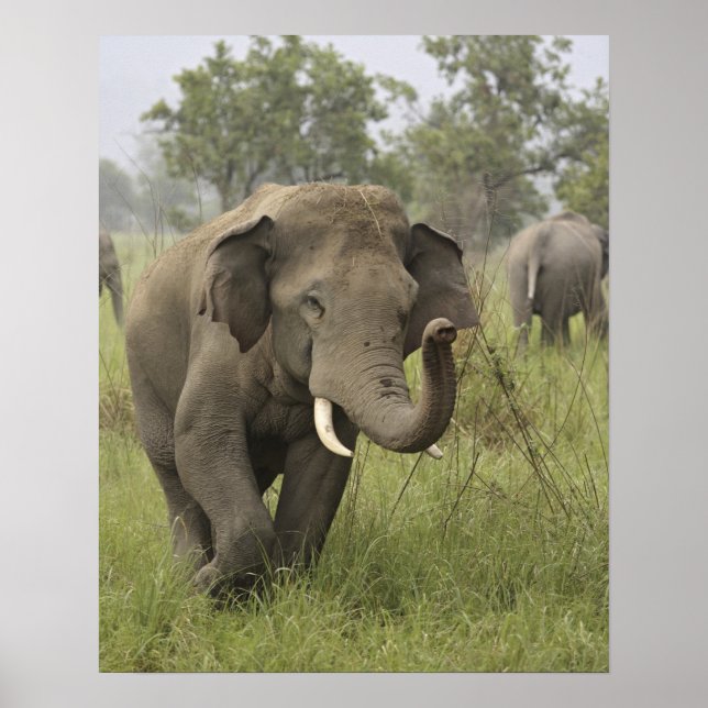 Indian Asian Elephant Greeting Poster (Front)