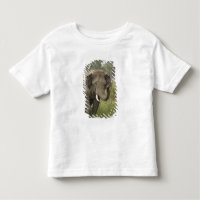 Indian Asian Elephant Greeting