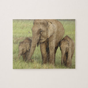 Indian Asian Elephant & Young Ones Jigsaw Puzzle