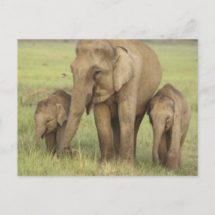 Indian Asian Elephant & Young Ones Postcard