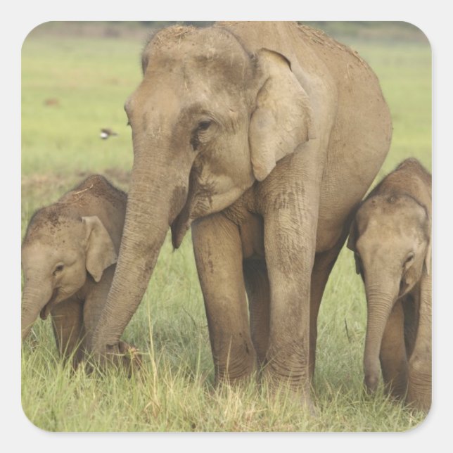 Indian Asian Elephant & Young Ones Square Sticker (Front)