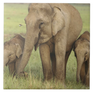 Indian Asian Elephant & Young Ones Tile