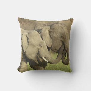 Indian Asian Elephants Cushion