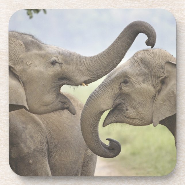Indian Asian Elephants play Fighting Coaster (Front)