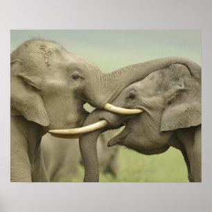 Indian / Asian Elephants play fighting,Corbett 2 Poster
