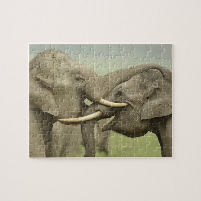 Indian Asian Elephants play Fighting Jigsaw Puzzle (Horizontal)