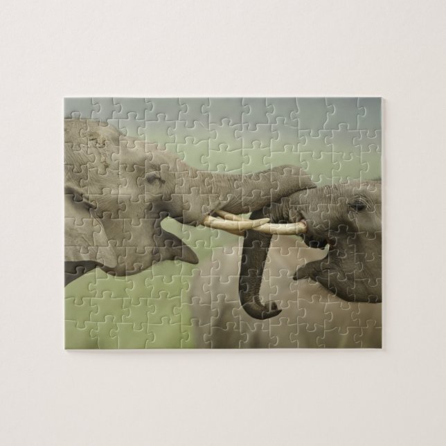 Indian Asian Elephants play Fighting Jigsaw Puzzle (Horizontal)