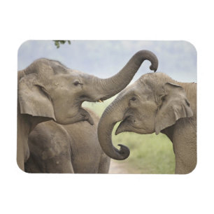 Indian Asian Elephants play Fighting Magnet