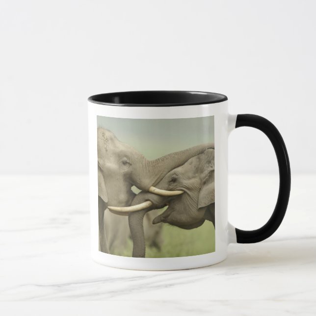 Indian Asian Elephants play Fighting Mug (Right)