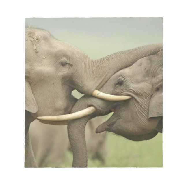 Indian Asian Elephants play Fighting Notepad (Front)
