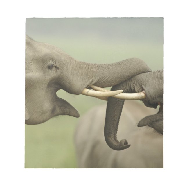 Indian Asian Elephants play Fighting Notepad (Front)