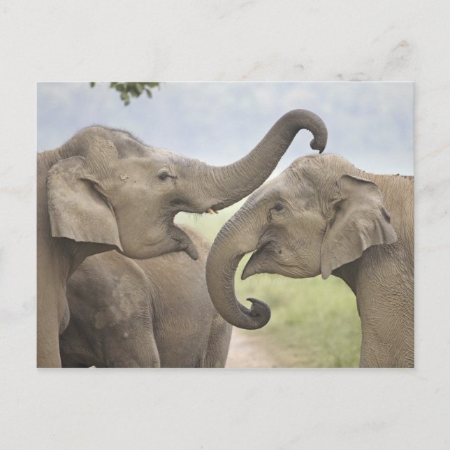 Indian Asian Elephants play Fighting Postcard (Front)