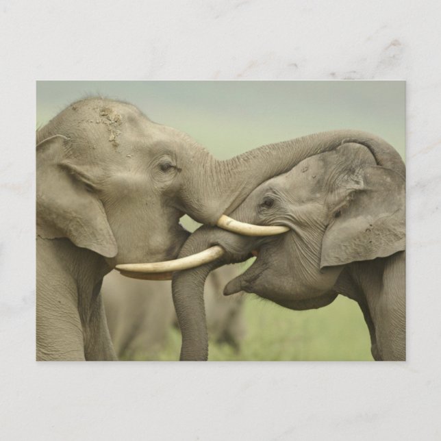 Indian Asian Elephants play Fighting Postcard (Front)