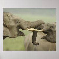 Indian Asian Elephants play Fighting