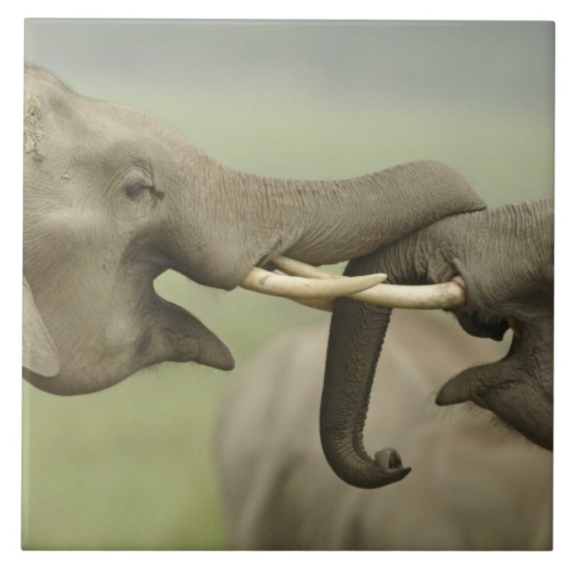 Indian Asian Elephants play Fighting Tile (Front)