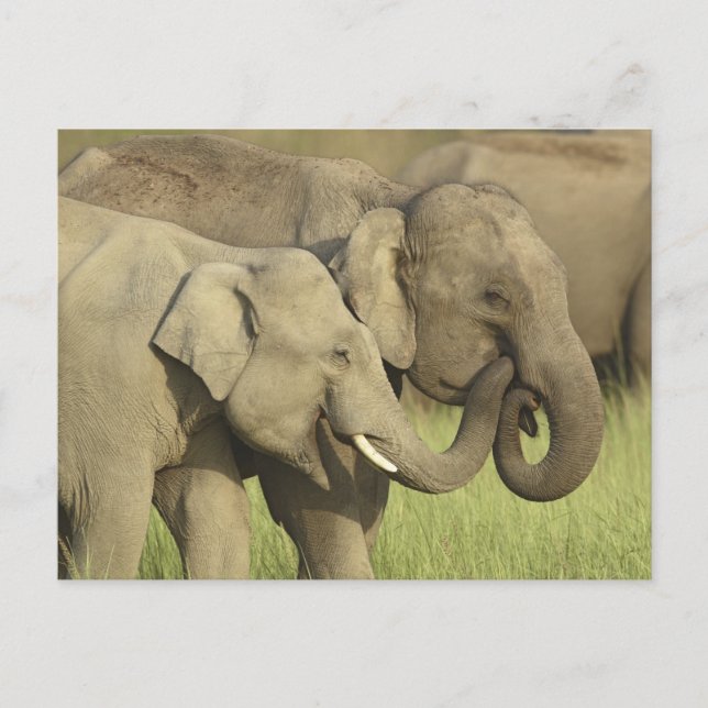 Indian / Asian Elephants sharing a Postcard (Front)