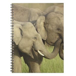 Indian Asian Elephants Spiral Notebook