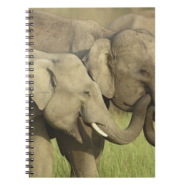 Indian Asian Elephants Spiral Notebook (Front)