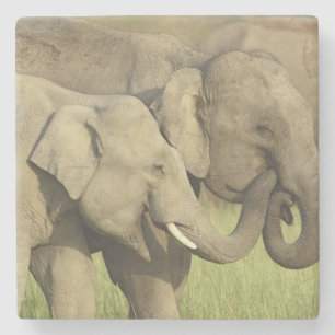 Indian Asian Elephants Stone Coaster