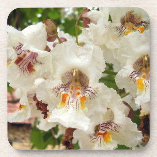 Indian Bean Tree Flowers Hard Plastic Coaster