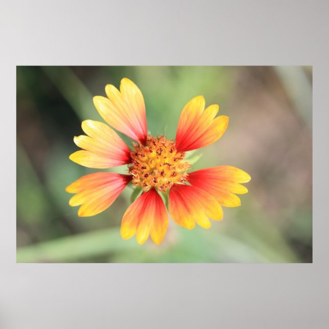 Indian Blanket Poster (Front)