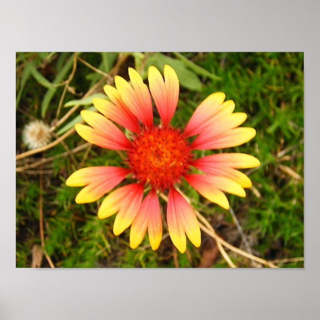 Indian Blanket Poster (Front)
