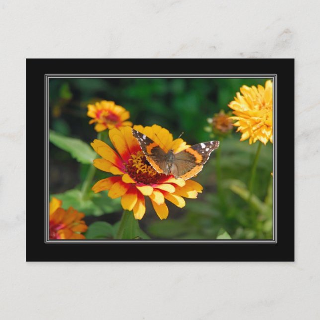 Indian Blanket Wildflower and Butterfly Postcard (Front)